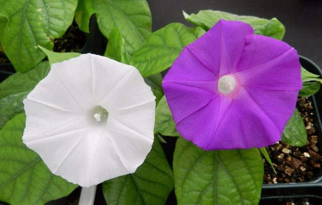 crispr-flower-1