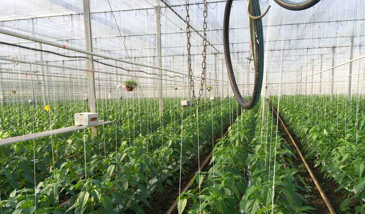 Negara kecil yang menjadi penghasil makanan terbesar di dunia