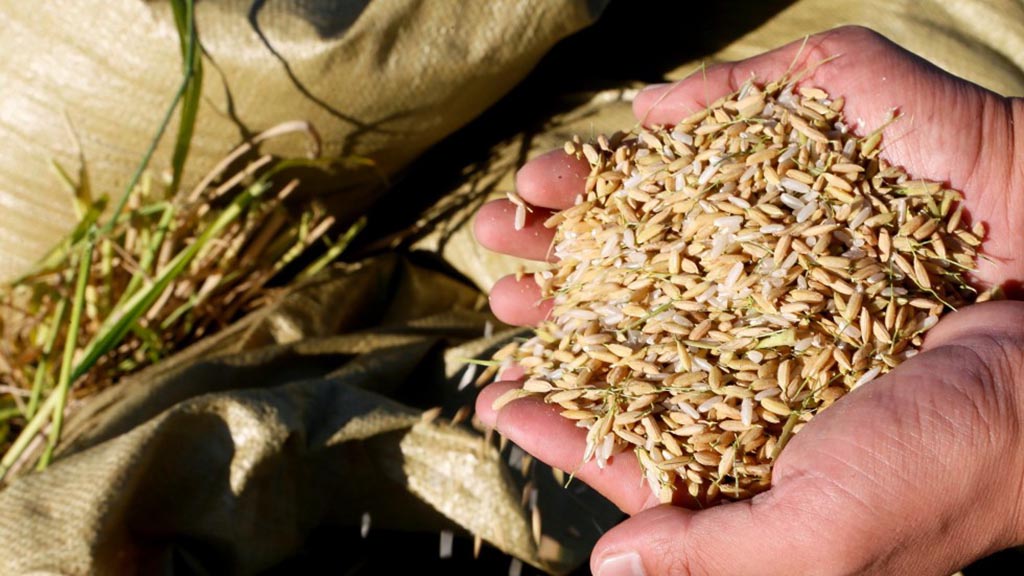 Ilmuwan Cina Berhasil Mengembangkan Padi Menggunakan Air Laut