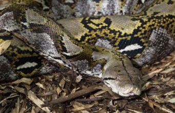 Penyerangan Piton Raksasa Sering Terjadi di Indonesia, dan Manusia Bisa Disalahkan
