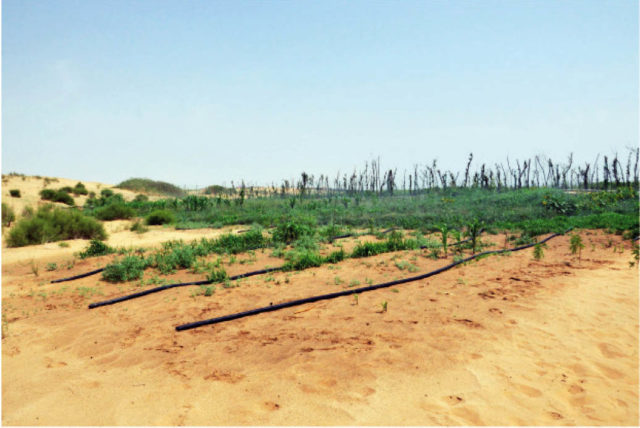 desertifikasi 1