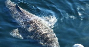 Hiu 512 Tahun, Dipercaya Sebagai Vertebrata Tertua yang masih Hidup di Bumi hiu purba 512 tahun