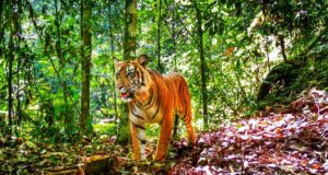 Harimau yang Bertahan Hidup Di Hutan Sumatra yang Semakin Terfragmentasi