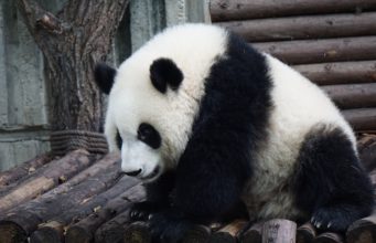 Pabrik di Tiongkok Ubah Kotoran Panda Menjadi Tisu