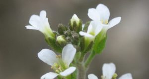 Studi Terobosan Menunjukkan Bagaimana Tanaman Merasakan Dunia