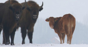 Seekor Sapi Kabur dan Memilih Terlibat Pergaulan Bebas dengan Kawanan Bison