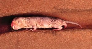 Ilmuwan Temukan Tikus Mol Telanjang Memiliki Kekuatan Super Aneh yang Lain