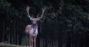 Mungkinkah Penyakit Rusa Zombie Menular Pada Manusia