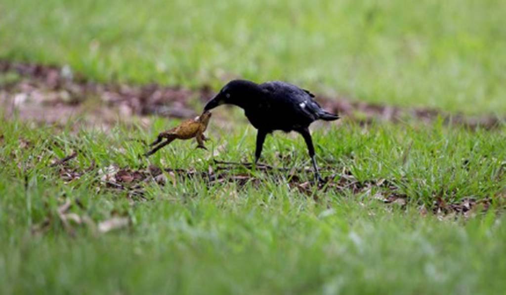 Gagak Ini Sudah Tahu Bagaimana Cara Aman Menyantap Katak Beracun