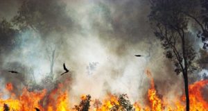 Elang Australia Sengaja Membakar Hutan Untuk Mendapatkan Santapannya