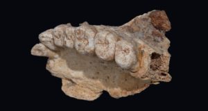 Para Ilmuwan Menemukan Fosil Manusia Modern Tertua Yang Diketahui Di Luar Afrika