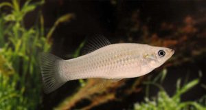 Spesies Ikan yang Semuanya Betina