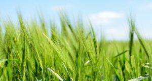 Tanaman pertanian dengan bebatuan untuk mengurangi CO2 dan meningkatkan ketahanan pangan global