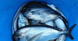 Mikroplastik Membakar Semua Kehidupan Laut, Dari Ikan ke Predator Tertinggi