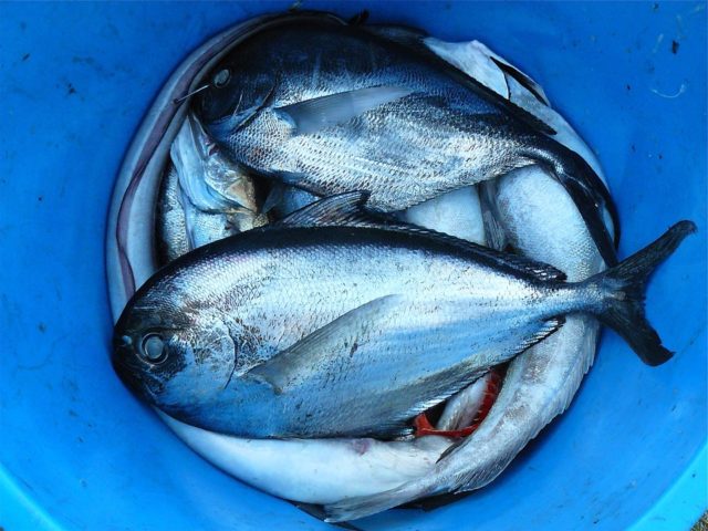 fish-422543_960_720