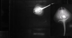Ikan Pertama yang Mengembangkan Kemampuan Berjalan Namun Menetap di Lautan