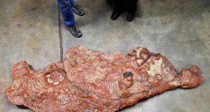 Fosil Jejak Menunjukkan Dinosaurus dan Mamalia Awal yang Hidup Berdampingan