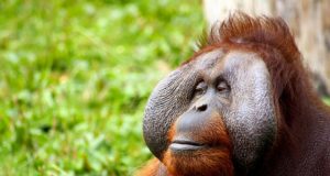 Kalimantan Telah Kehilangan Lebih dari 100.000 Orangutan Dalam 16 tahun