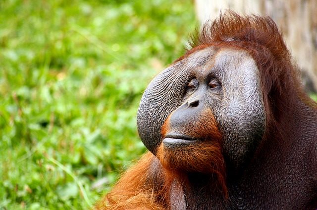 monkey-428032_640