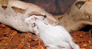 Ular dapat Membantu Penyebaran Tanaman dari Tikus yang dimakannya Ular memakan tikus
