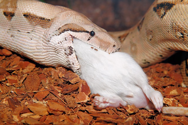 Ular memakan tikus