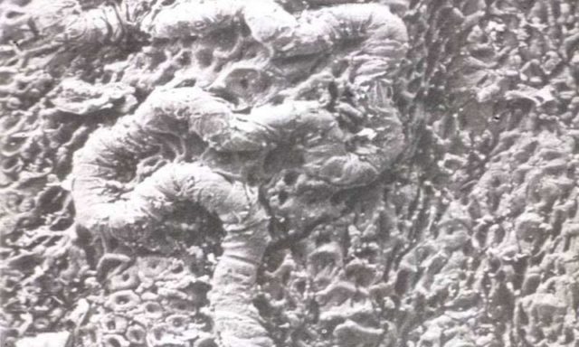 Ilmuwan Menemukan Bukti Adanya Inovasi Manusia Awal