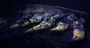 Para peneliti menyelidiki fosil ‘bayi’ T-Rex yang digali di Montana