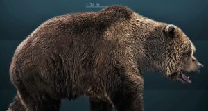 Bagaimana Neanderthal Memburu Beruang Gua yang Sangat Besar ?
