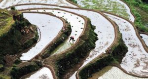 Jutaan Petani China Menuai Keuntungan dari Percobaan Mengurangi Pupuk