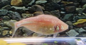 Ikan Gua Tak Bermata, Hidup Sehat Meski Gula Darah Tinggi