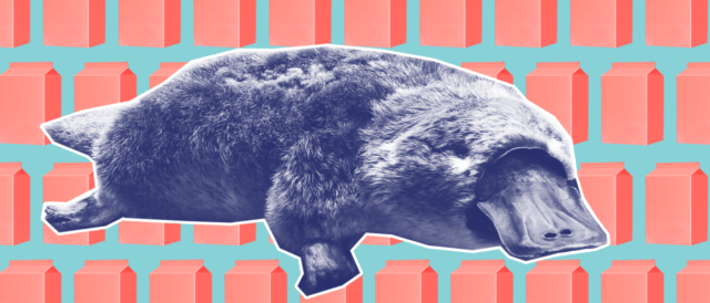 Susu Platipus Senjata Terbaru untuk Melawan Resistensi Antibiotik