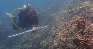 Pemanasan Global Mengubah Great Barrier Reef