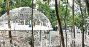 Jaring yang luas mengubah hutan Cina menjadi negeri ajaib yang mendaki