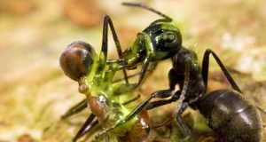 Spesies Semut Baru dari Kalimantan, Meledakkan Diri untuk Mempertahankan Koloninya