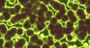 Bakteri Berkomunikasi Untuk Menghindari Antibiotik, Ungkap Studi