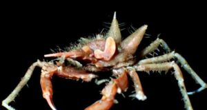 Inilah Mahluk-mahluk Unik Dari Kedalaman Laut Jawa