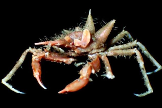 Inilah Mahluk-mahluk Unik Dari Kedalaman Laut Jawa