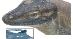 Kadal Monitor yang Sudah Punah Memiliki Empat Mata