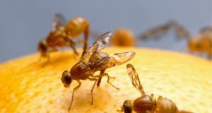 Sains Membuktikan Lalat Buah Menikmati Ejakulasi