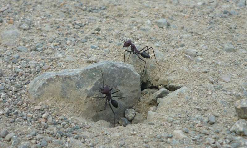 Gambar Semut Merah Vektor