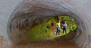 Terowongan Besar ini Digali Oleh Kungkang Purba Raksasa