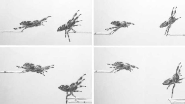 Para Ilmuwan Melatih Seekor Laba-laba Untuk Mengetahui Rahasia Lompatannya