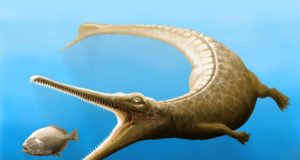 Fosil Ekor Periode Jurassic Menceritakan Tentang Mata Rantai yang Hilang