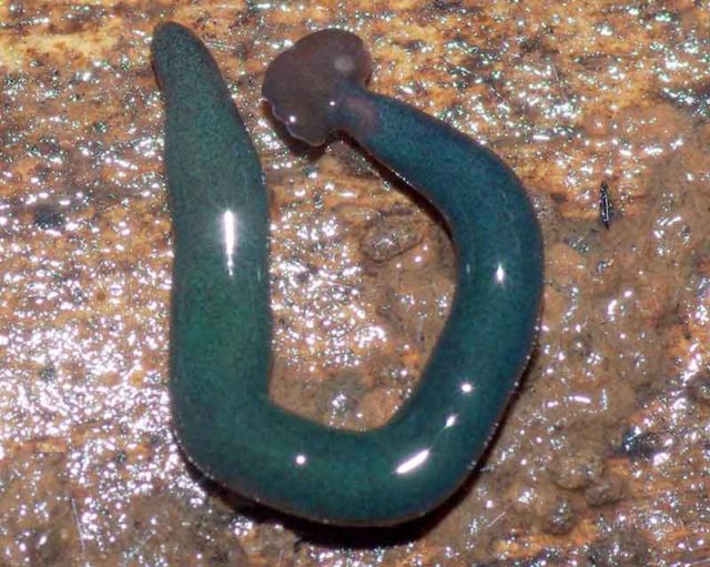 Cacing Planaria Invasif Raksasa Ditemukan di Prancis