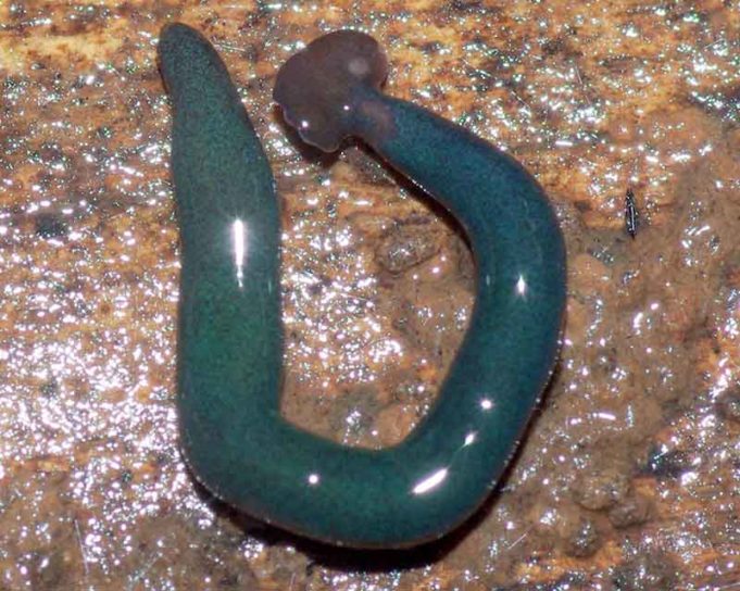  Cacing Planaria  Invasif Raksasa Ditemukan di Prancis 