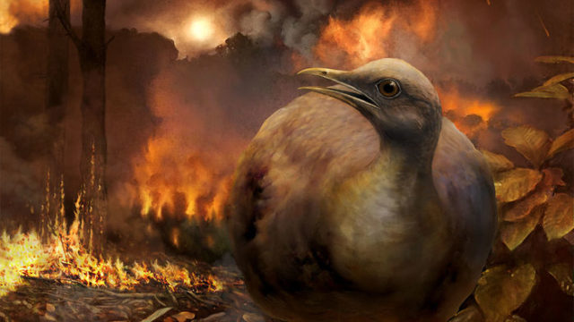 Beberapa Burung Selamat dari Ledakan Asteroid yang Memusnahkan Dinosaurus