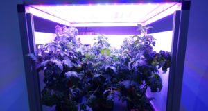 Tantangan Berkebun di Ruang Angkasa