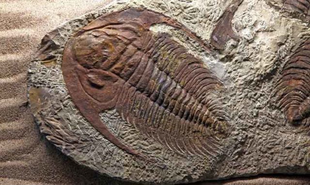 Gadis 11 Tahun Menemukan Fosil 475 Juta Tahun di Tennessee