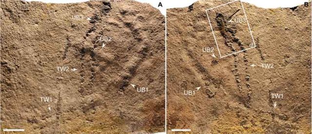 Inilah Jejak Kaki Hewan 550 Juta Tahun yang Lalu