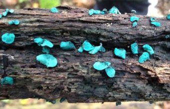 Pigmen dari Sejenis Jamur Bisa Digunakan Sebagai Semikonduktor